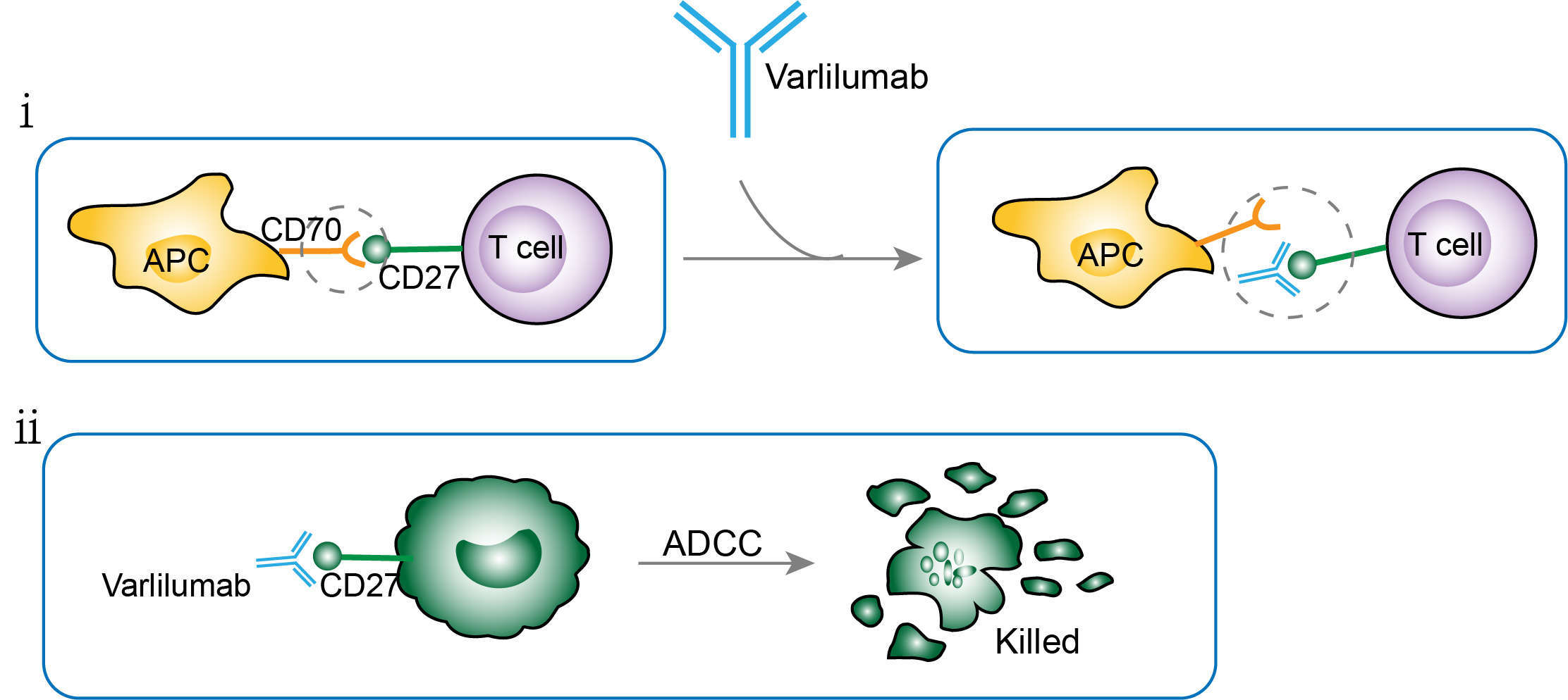 Mechanism of action of Varlilumab