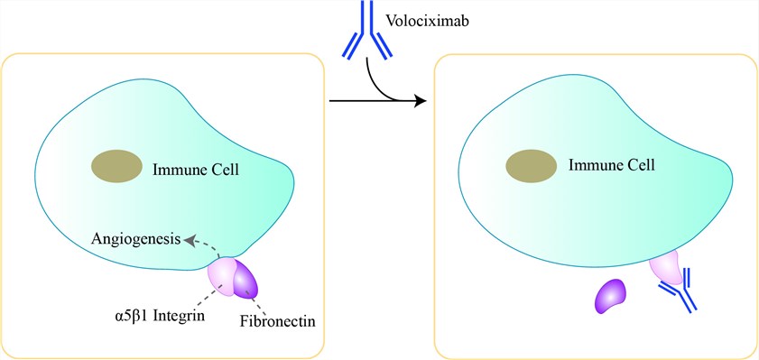 Mechanism of Action of Volociximab