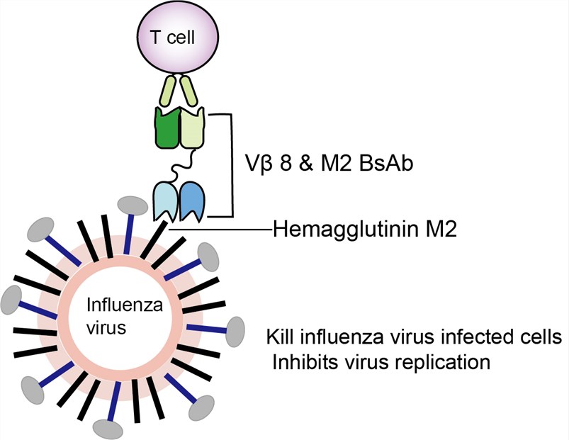 Vβ 8 & M2 BsAb Overview