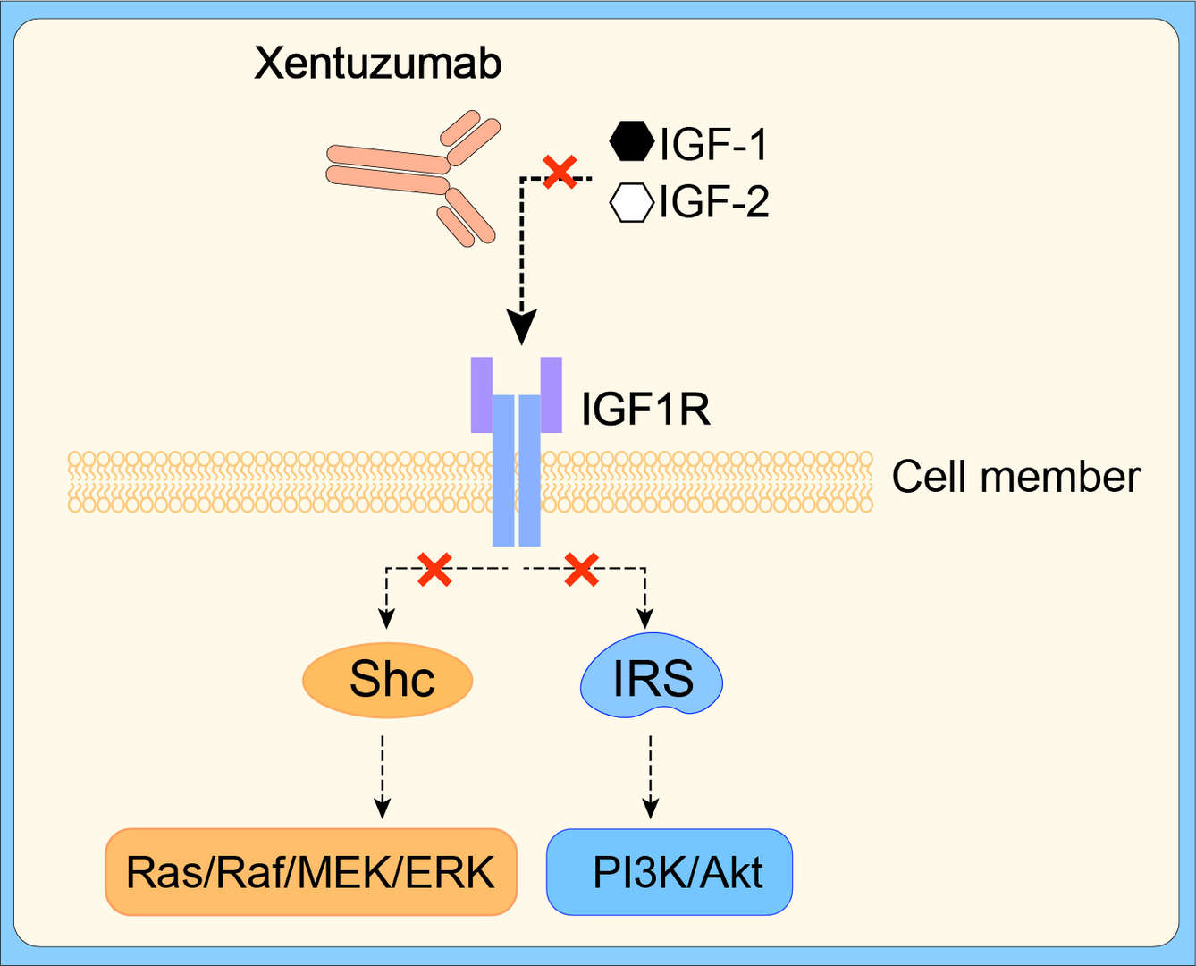 Mechanism of action of Xentuzumab