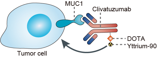 Mechanism of Action of Yttrium (90 Y) Clivatuzumab Tetraxetan