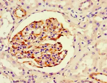 Mouse Anti-NES Recombinant Antibody (clone 2C2F7) (Cat#: ZG-0156U)