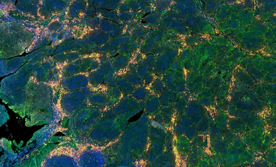 Customer reviews and Q&A at Creative Biolabs. (Creative Biolabs Authorized)