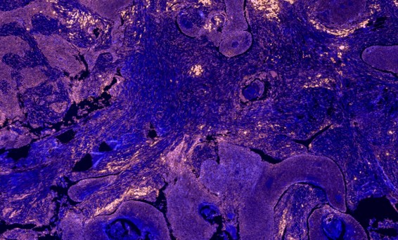 Peer-reviewed publications at Creative Biolabs. (Creative Biolabs Authorized)