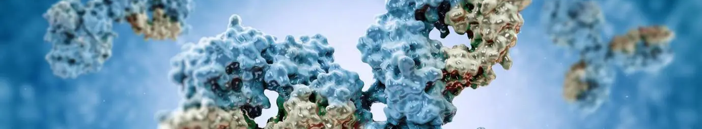 Recombinant antibody