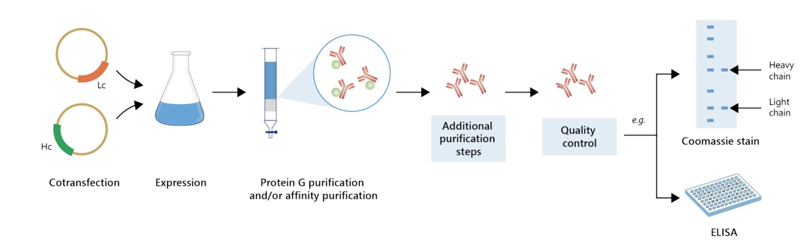 Fig.5 Milligram-scale anti-CD3 recombinant antibody production. (Creative Biolabs Original)
