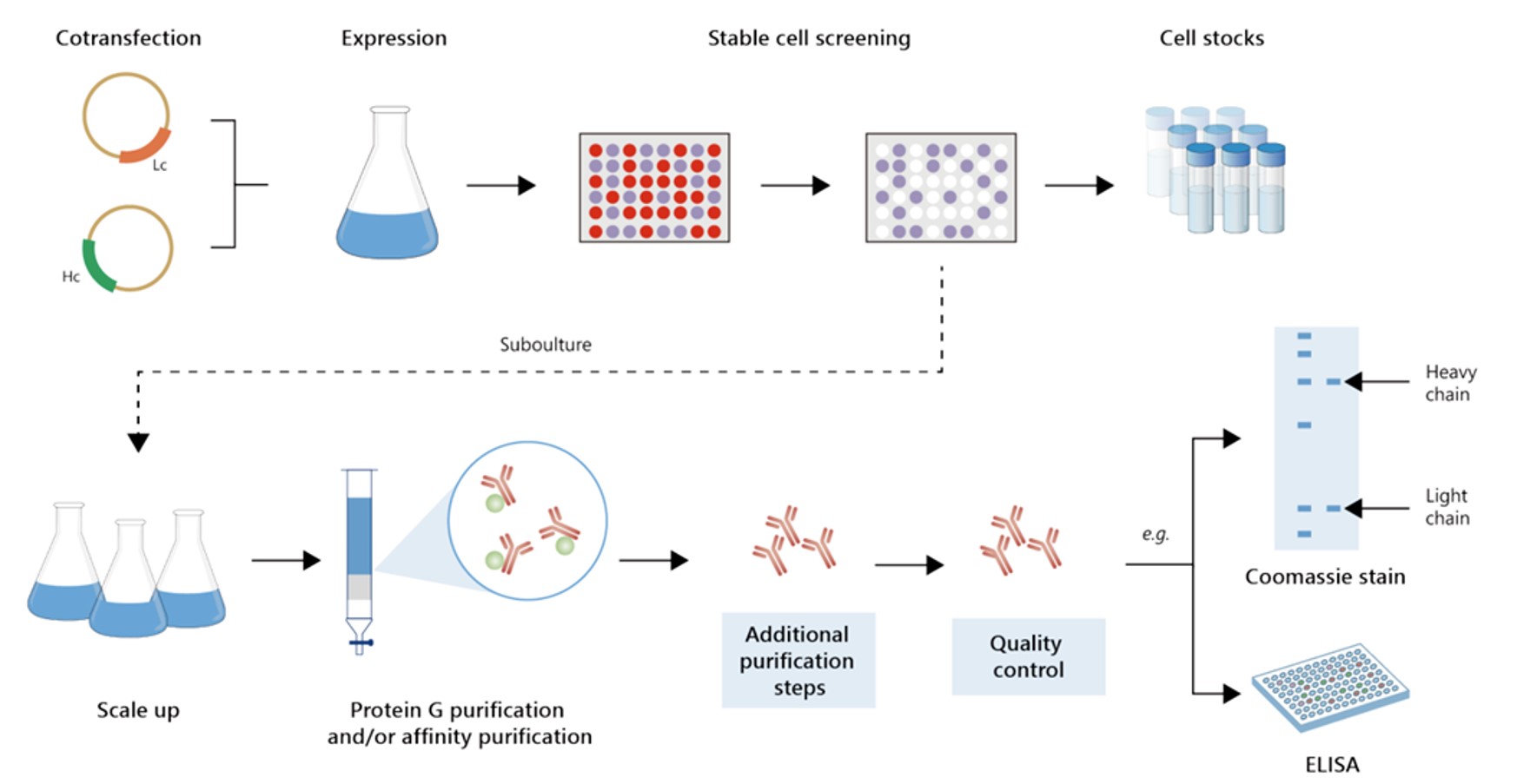 Fig.6 Gram-scale anti-CD3 recombinant antibody production. (Creative Biolabs Original)
