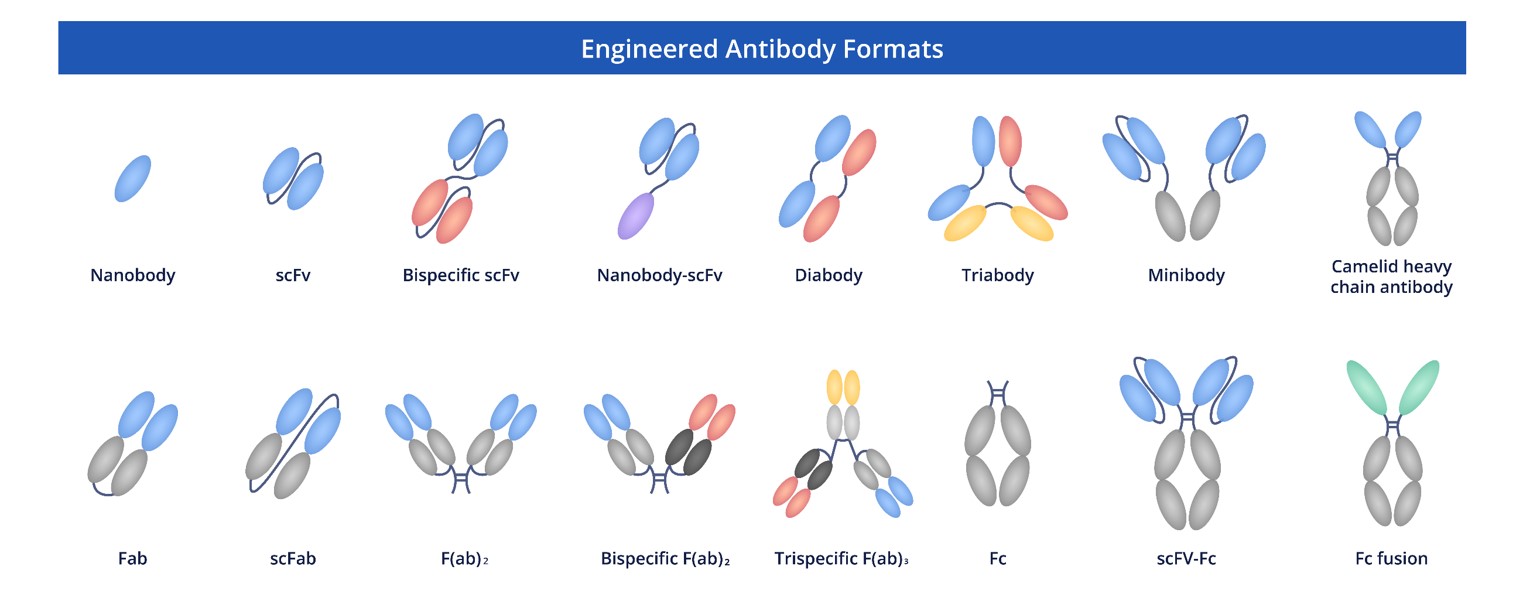 Fig.7 Full Length Anti-CD3 Recombinant Antibody Production and Modalities. (Creative Biolabs Original)
