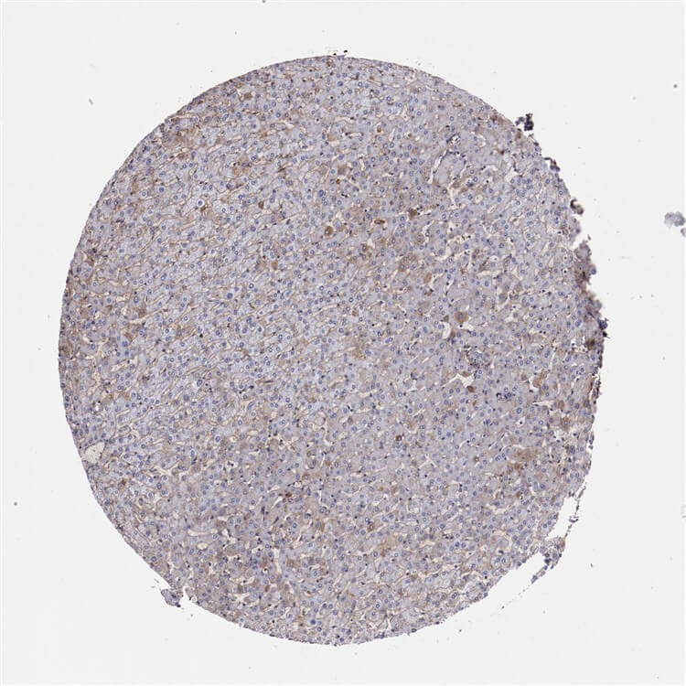 Liver IHC analysis. (Creative Biolabs Original)