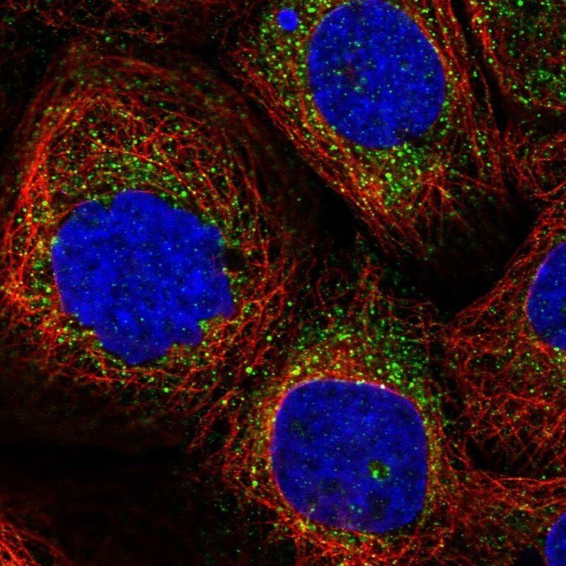 IF staining. (Creative Biolabs Original)