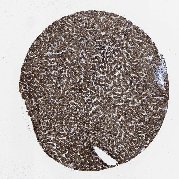 Liver IHC analysis. (Creative Biolabs Original)