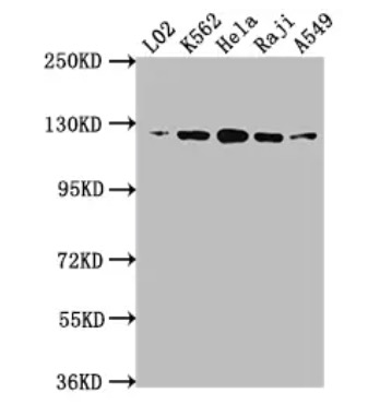WB analysis. (Creative Biolabs Original)
