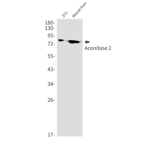 Fig.1 WB analysis of VS3-FY17. (Creative Biolabs Original)