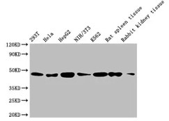 Fig.1 WB analysis of ZG-0296U. (Creative Biolabs Original)
