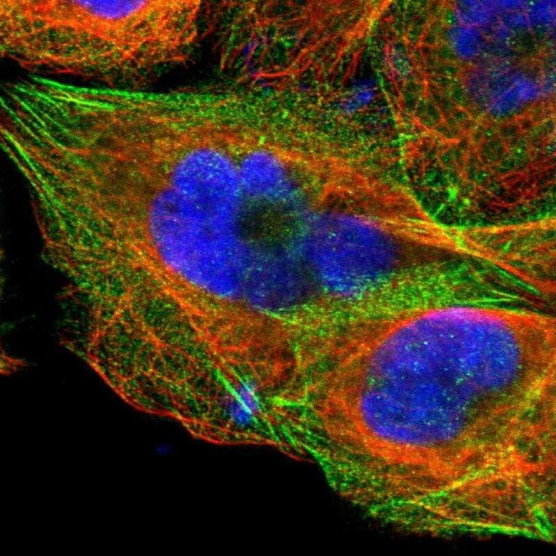 IF staining. (Creative Biolabs Original)