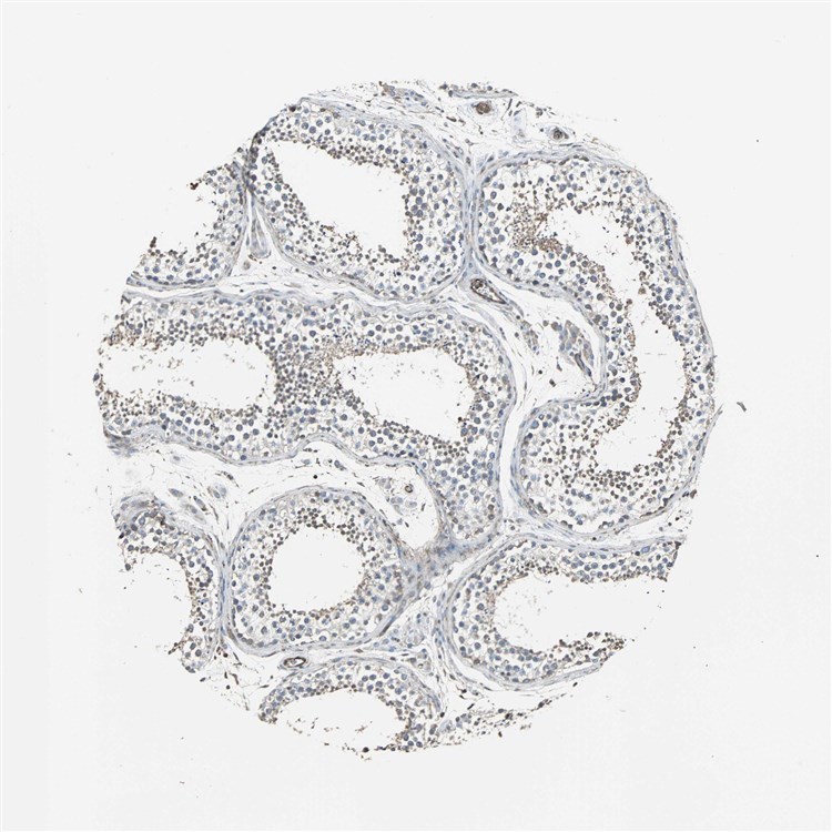 IHC analysis. (Creative Biolabs Original)
