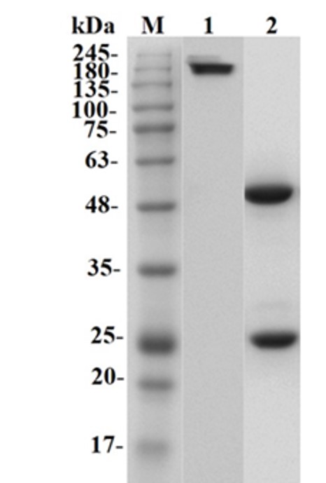 Fig.1 SDS-PAGE analysis of anti-ACVR1 recombinant antibody (HPAB-0228-CN). (Creative Biolabs Original)