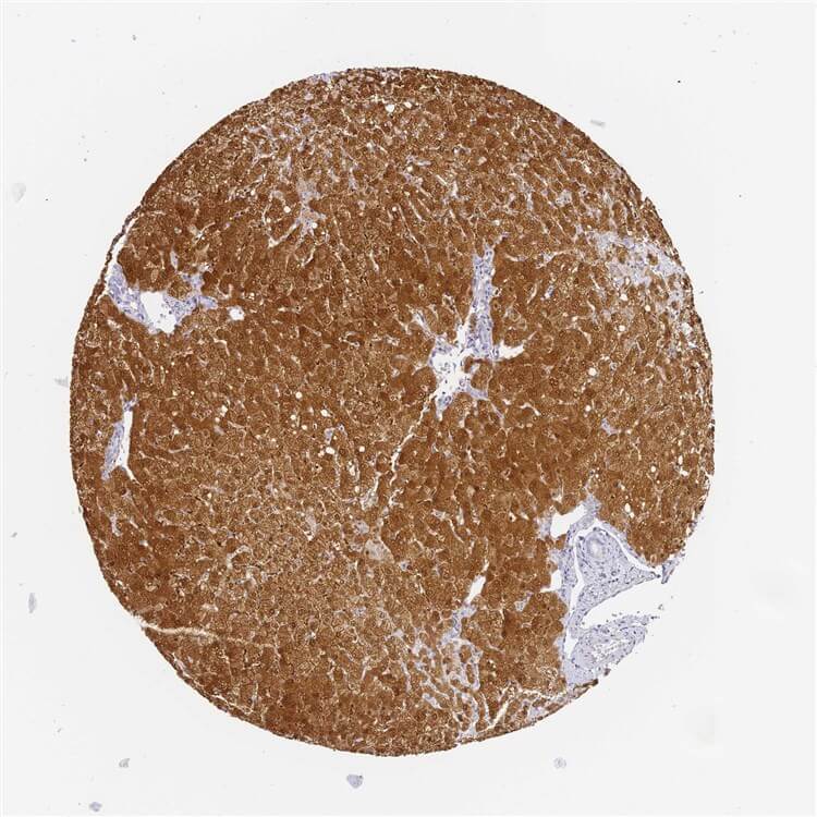 Liver IHC staining. (Creative Biolabs Original)