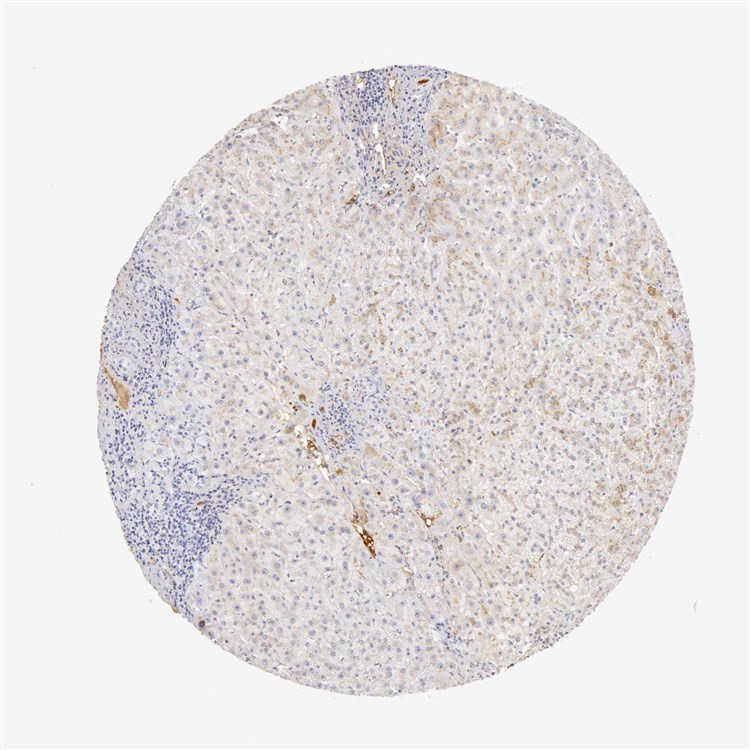 Liver IHC analysis. (Creative Biolabs Original)