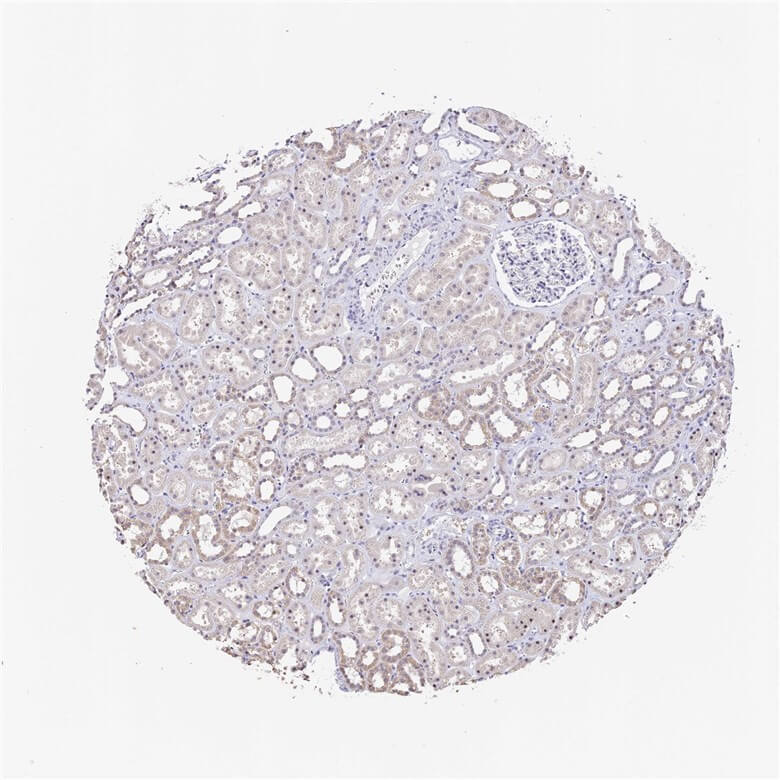 Kidney IHC analysis. (Creative Biolabs Original)