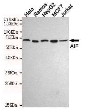 WB analysis. (Creative Biolabs Original)