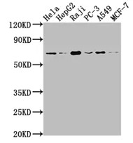 Fig.1 WB analysis of ZG-0541J. (Creative Biolabs Original)