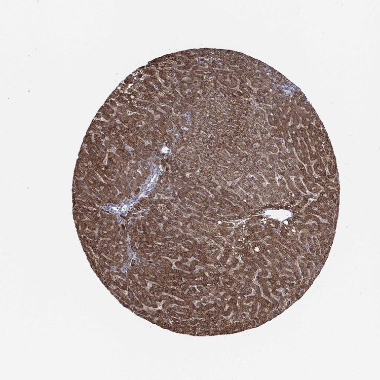 Liver IHC analysis. (Creative Biolabs Original)