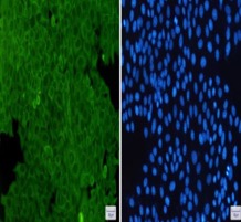 ICC analysis. (Creative Biolabs Original)