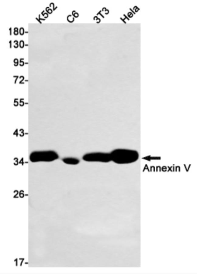 WB analysis. (Creative Biolabs Original)