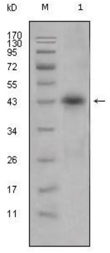 Fig.1 WB analysis of anti-APOL1 recombinant antibody (ZG-0302F). (Creative Biolabs Original)
