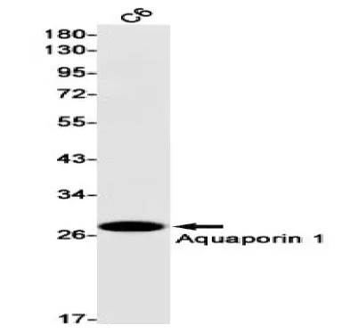 WB analysis. (Creative Biolabs Original)