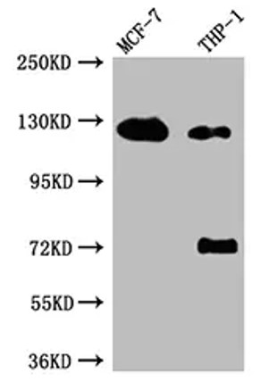 Fig.1 WB analysis of anti-AR recombinant antibody (ZG-0548J). (Creative Biolabs Original)