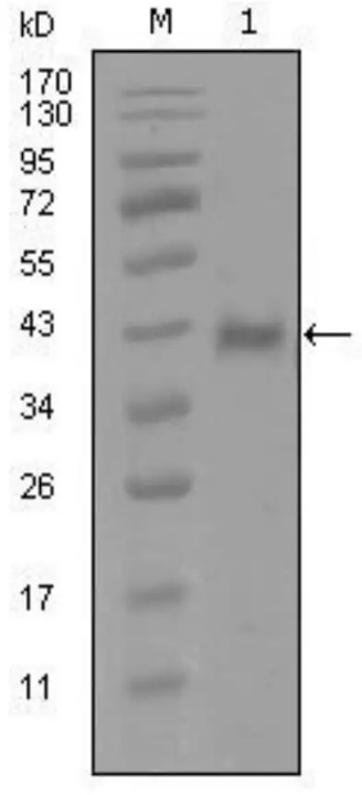 Fig.6 WB analysis of anti-AR recombinant antibody (ZG-0307F). (Creative Biolabs Original)