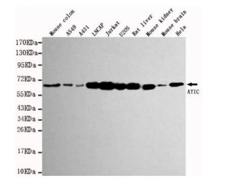 WB analysis. (Creative Biolabs Original)
