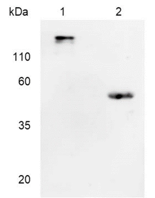 Fig.2 WB analysis. (Creative Biolabs Original)