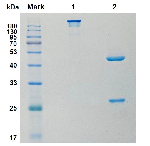 Fig.4 SDS-PAGE analysis. (Creative Biolabs Original)