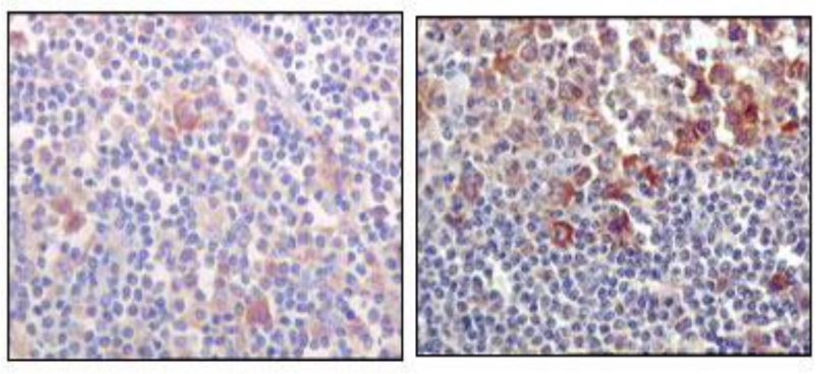 Fig.3 IHC analysis. (Creative Biolabs Original)