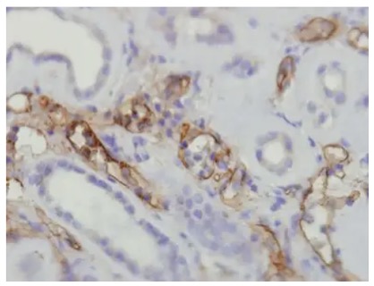 Fig.1 IHC-P analysis. (Creative Biolabs Original)