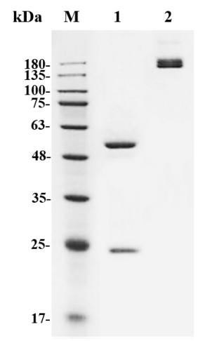 Fig.1 SDS-PAGE analysis of HPAB-0128CQ. (Creative Biolabs Original)