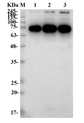 Fig.4 WB analysis of PABC-462. (Creative Biolabs Original)