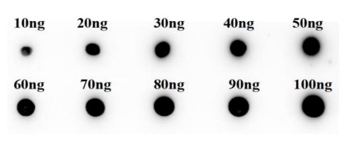 Fig.5 WB analysis of PABC-462. (Creative Biolabs Original)