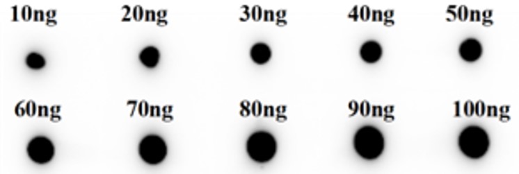 Fig.3 Dot Blot analysis. (Creative Biolabs Original)