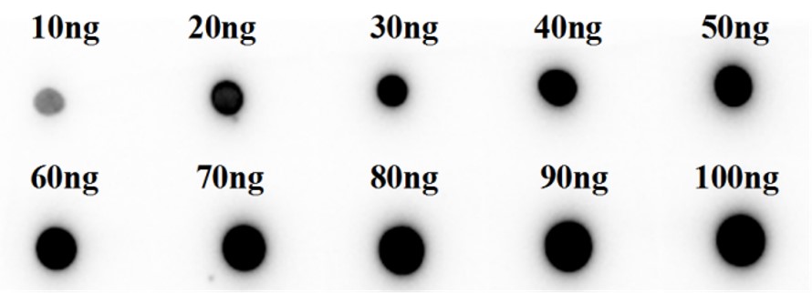 Fig.4 Dot Blot analysis. (Creative Biolabs Original)
