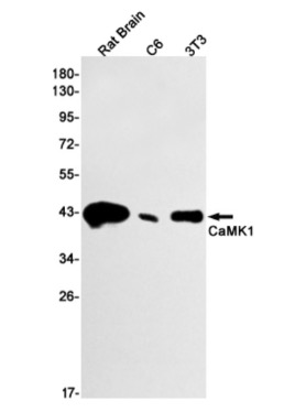 Fig.1 WB analysis. (Creative Biolabs Original)