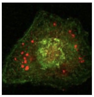 Fig.2 IF analysis. (Creative Biolabs Original)
