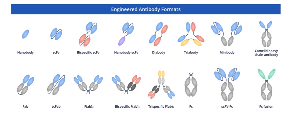 Fig.3 CARTPT antibody production and modalities. (Creative Biolabs Original)