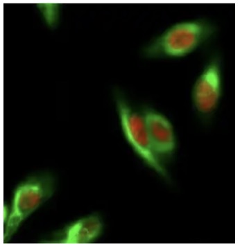 Fig.1 IF analysis. (Creative Biolabs Original)