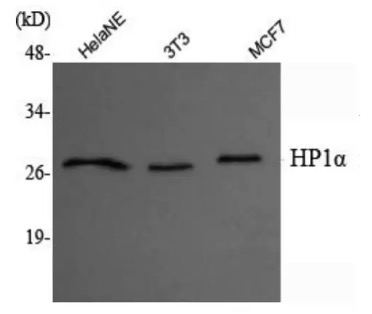 Fig.1 WB analysis. (Creative Biolabs Original)