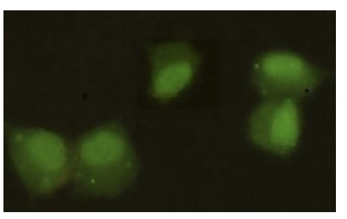 Fig.2 ICC analysis. (Creative Biolabs Original)