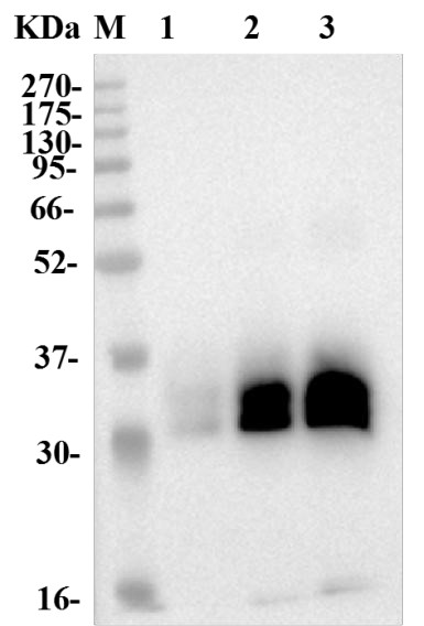 Fig.1 WB analysis of anti-4-1BB therapeutic antibody (TAB-179). (Creative Biolabs Original)
